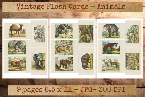 Download Vintage Animal Homeschooling Flashcards - School Collection